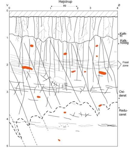 Makroporestrømning i ler Eksempler fra Stevns/Hedeland (Geus 2014) Makroporer i den oxiderede zone Sprækkesystemer/makroporer kendes ned til 10 meters dybde i moræneler På Stevns og Hedeland findes