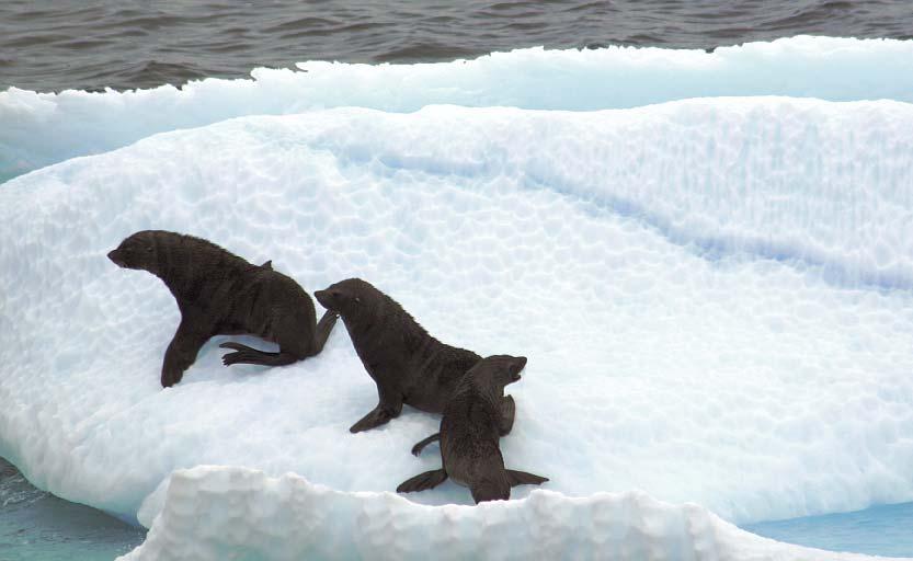 Antarktisk pelssæl ved Den Antarktiske Halvø. Foto: Line A. Kyhn. længere ekkolokaliseringspulser med et andet frekvensindhold end det normale for delfiner.
