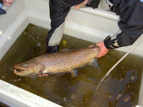 Fisken gik efter genfangsten i 3 uger i en dam ved Klaks Mølle Dambrug, inden den blev strøget for sæd den 1. december og genudsat i Bygholm Å ved dambruget, der ligger ca.