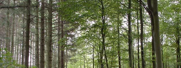 Bøgeskov I den østlige del af Tved Klitplantage 1.5 Naturen Naturindholdet i Tved Klitplantage knytter sig dels til det bevoksede areal og dels til de skovløse naturarealer i og omkring plantagen.