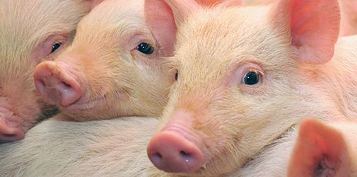 Gennemgang af 15 svineejendomme 1 bedrift er udskiftet siden sidste år.