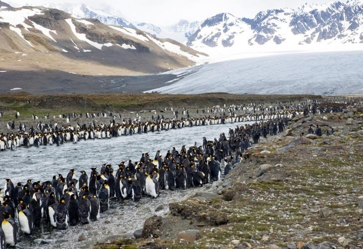 Antarktis 2020 3 uger i november 2020 Dof Travel turleder: Eric Schaumburg Arrangør: Oceanwide Expeditions, Holland Landarrangement: Seriema Nature Tours, Argentina Kongepingviner på South Georgia