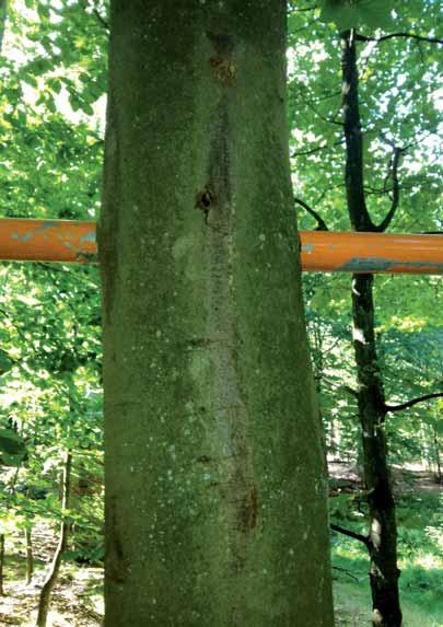 Den rigtige måde at opsætte installationer i træer på er at bore et hul gennem stammen og føre en stang direkte