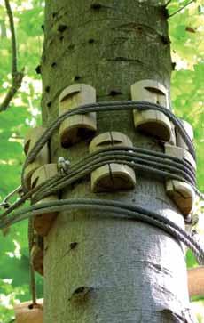 Et eklatant eksempel på manglende forståelse for træbiologi og for hvordan man undgår barkskader. Træet vil ikke overleve på længere sigt.