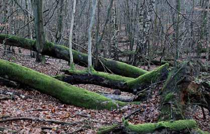 Her fik et stormfældet stykke bøgeskov bagefter lov til at ligge urørt hen som videnskabeligt iagttagelsesområde for at dokumentere skoven naturlige retablering.