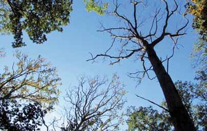 Våde somre piner livet ud af egeskov på fugtig bund Klimaændringer forklarer udbredt svækkelse Siden 2000 har en del egeskove landet over budt på mange svækkede og døde træer, og mange våde somre ser