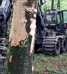 Egeskoves sundhedstilstand og vækst kan variere fra år til år afhængig af nedbør, temperatur, skadedyr mv.