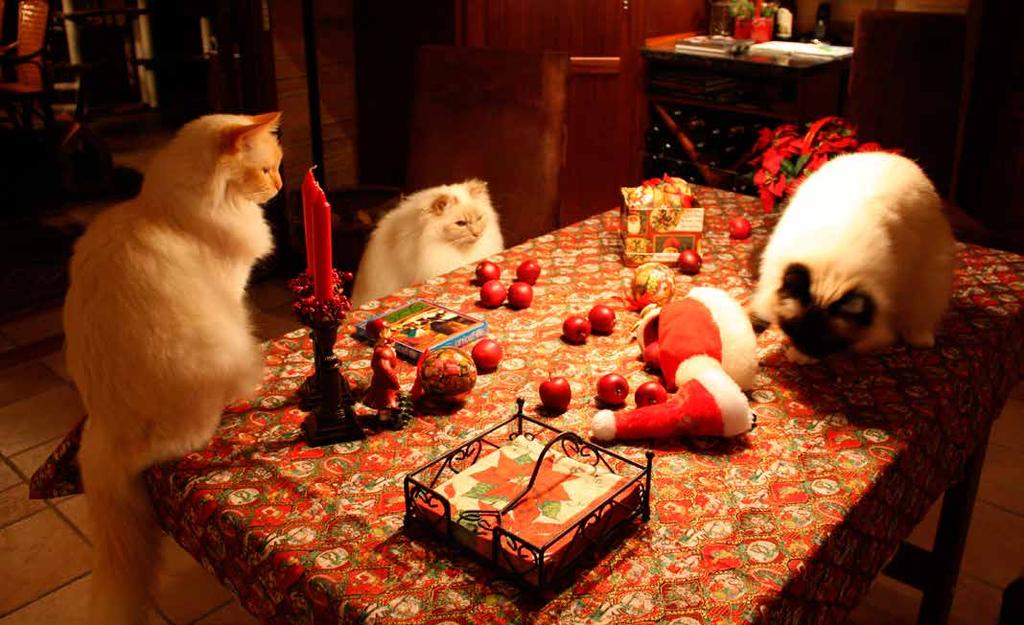 Katte på julebordet Juletræer bæres ind og inspiceres Camping i spisestuen Når det er rigtigt koldt derude, så har jeg varm kaffefløde til dem, når de kommer ind. Det slubrer de i sig.