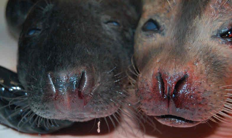 Nederst: Næseborene hos gråsælen (til venstre) er klart adskilte på den bredere snude,