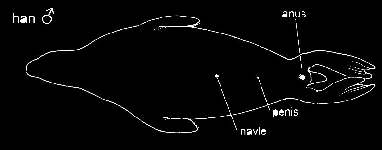 Figur C: Øverst: Kønsbestemmelse hos hvaler: Hannens kønsslids er placeret langt fremme. Hunnens kønsslids er placeret længere tilbage og er flankeret af to dievorter.