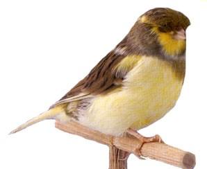 Det er tilladt at udstille en fugl som ren lipokrom, hvis den har en mørk plet på hoved eller krop på max 1 cm², eller 3 mørke