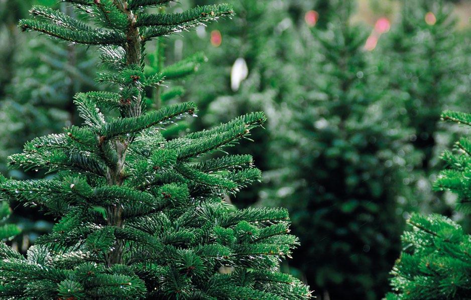 Såfremt en udlånt juletræsfod bortkommer vil beløbet blive opkrævet via særskilt faktura. Højde ca. 150-175 cm Højde ca.