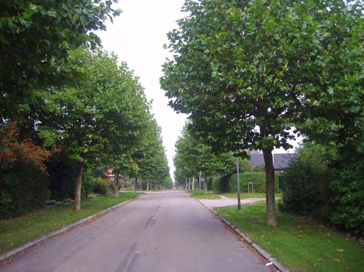 Formål Formålet med at udarbejde principper for Greve Kommunes vejtræer er at der tages stilling til boligvejenes rum og æstetiske oplevelse samt vejtræernes funktion.