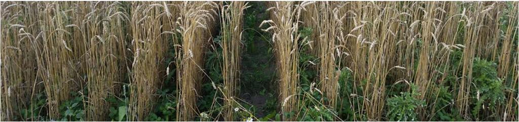 Erfaringer fra RowCrop Vil øget rækkeafstand give bedre efterafgrøder? Ja, men det afhænger af årets vækstbetingelser Er det muligt og realistisk at radrense i efterafgrøder efter høst?