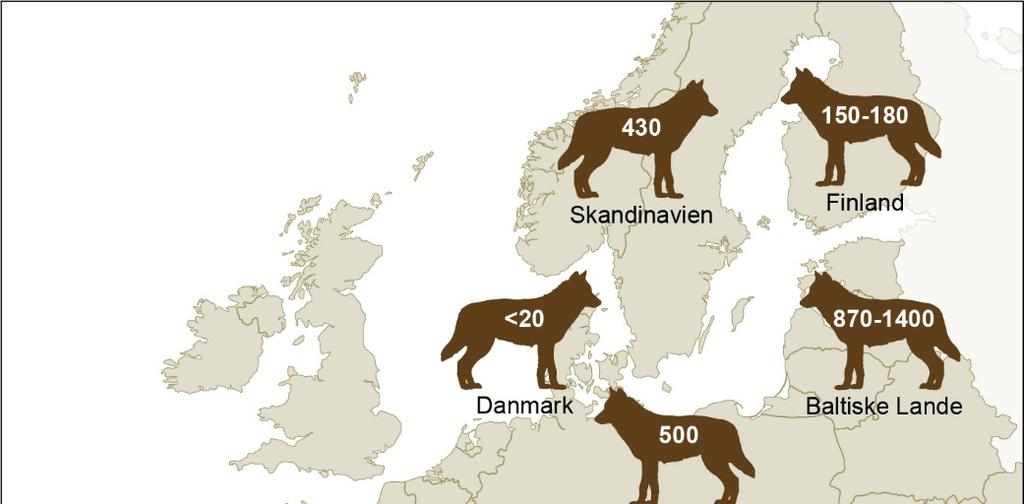Figur 3. Udbredelsen af bestande (antal individer) af ulv (Canis lupus) i Europa (efter Kaczensky m. fl.