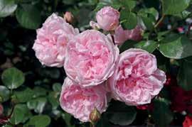 Laubjergs rosenhave er et varieret haveanlæg, hvor man udover at blive præsenteret for mange nye roser også kan se, hvad der kan gro i et barskt klima og endelig hente inspiration til at gå hjem og