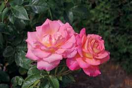 På et skilt ved siden af rosen står den beskrevet som teglfarvet med lilla toner. Andetsteds er den beskrevet som rustrød og røget lavendel, og det hele passer.