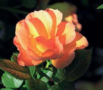 Den er ikke meget plaget af svampesygdomme. Rokoko (1987) fra Tantau Rosenkalenderen - Årets gang i rosenhaven Januar Hold øje med vejrliget.