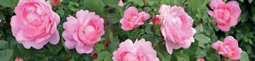 Hvis jorden ikke er frostbunden, er det plantetid for roser. Husk at nyplantede roser ikke må gødes den første måned April Grundregler for beskæring: Fjern alle visne og døde grene.