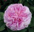 Årets Rose 2014 Juli Roserne er på sit højeste. Husk at nyde dem! August Først i måneden er det sidste gang, der gives gødning (25g/m 2 ).