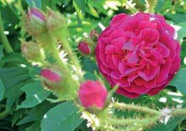 Nyd blomstringen. For de sommerblomstrende rosers vedkommende varer det et helt år igen, før de udfolder deres pragt. Fjern visne blomster.