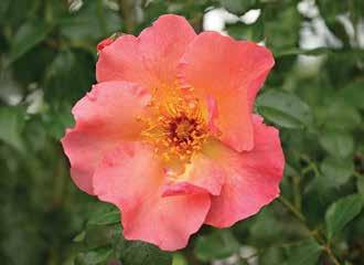 The Generous Gardener David Austin, England, 2002, Austinrose. Nomineres, fordi den har en fin, sart, lyserød farve, der blegner på de yderste kronblade og til sidst næsten blegner til hvidt.