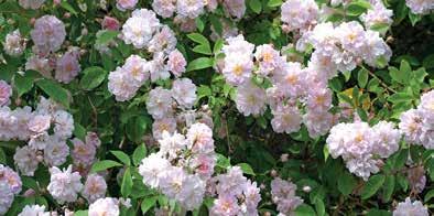 Denne hårdføre og sunde rose nomineres, fordi den danner en fin, lille busk med et elegant løv og fantastisk dramatiske blomster, hvis mørke, purpurrøde farve understreges af de gyldne støvdragere