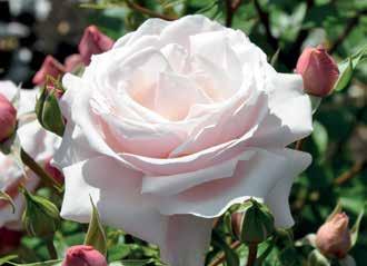 Jeg husker mest de fantastiske haveroser og et kæmpe stort Rose Show i et lokale på størrelse med Forum i København. Der var roser udstillet på alle tænkelige måder.