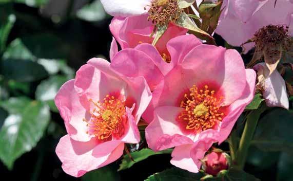 Steve Jones (USA) fortalte historien om den amerikanske rosenindustri fra begyndelsen af 1900-tallet til i dag, krydret med fortællinger om de tidlige rosendyrkere og berømte rosen- New Zealands