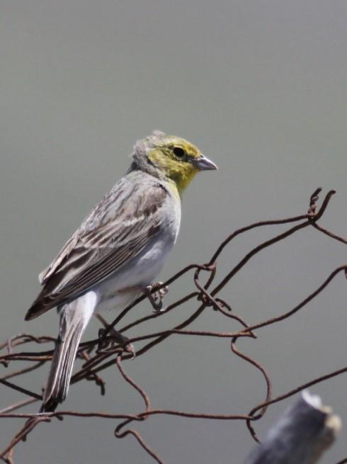 Spansk spurv (Passer hispaniolensis): Enkelte fugle set ved Kalloni Saltpans, samt enkelte ved kyst/sump områder. Bogfinke (Fringilla coelibs): Alm. i træbevokset område.