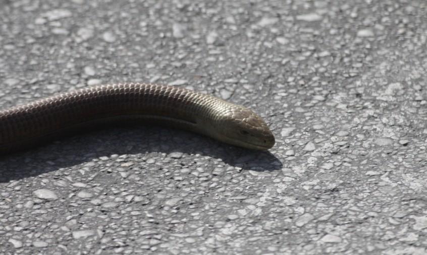 Slanger: Large Whip Snake: trafikdræbt Ubestemt slange: 2 Insekter: Egyptian