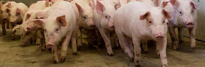 I 2017 har de største producenter formået at producere grise med den laveste fremstillingspris og samtidig opnået den bedste afsætningspris.