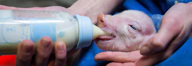 Det faktum, at selv meget højtydende søer ikke laver nok mælk til at udnytte grisens vækstpotentiale, kan retfærdiggøre brug af mælkeerstatning.