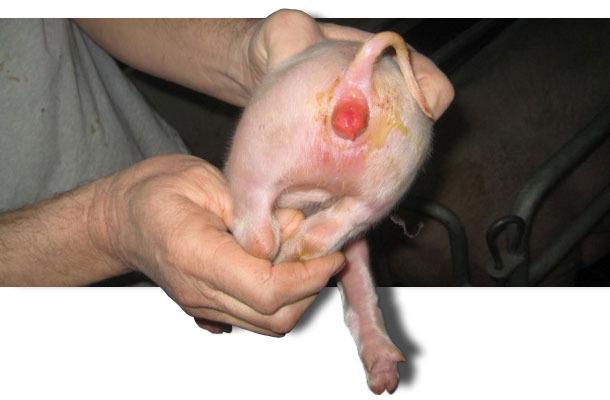 Hævelse af vulva hos gris efter indtag af zearalenon. vil F T indeholde pig.com AFM1 efter omsætningen i koens organisme.