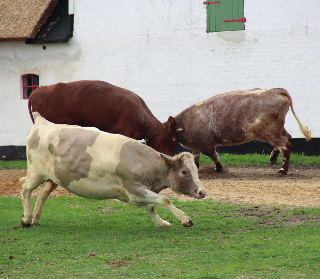 Kvæg af korthornsracen tilbage i Danmark, og som dansk variant er korthornskvæget stærkt truet af udslettelse.