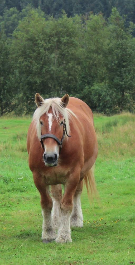Heste Hesten er gennem tiden blevet opfattet som symbol på kraft og hurtighed. Den har frihedens, instinkternes og drifternes udtryk.