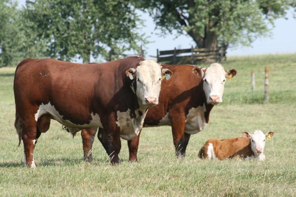 af Mads Lindemann Testikler - En frugtbarheds indikator ved tyre En god metode til og tjekke om ens fold tyr er frugtbar er ved og måle tyrens testikel størrelse.