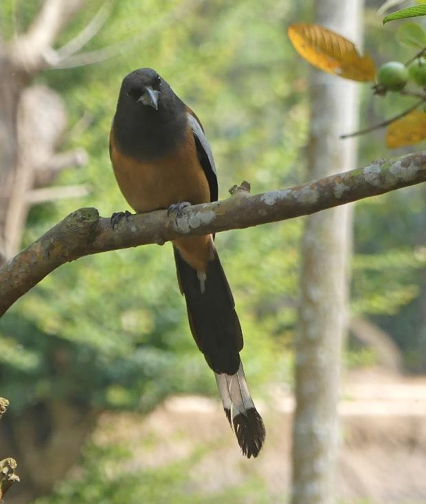 Ashy Drongo Crow-billed Drongo Chitwan Bronzed Drongo Lesser Racket-tailed Drongo Hair-crested Drongo Greater Racket-tailed Drongo Chitwan White-throated Fantail Eurasian Jay Phulchowki Red-billed