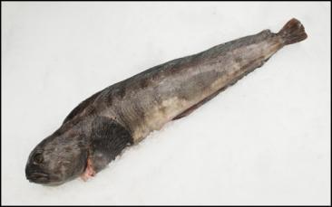 Havkat Type: Rundfisk Havkatten bliver også kaldt for havets ulv, men den er nok mere kendt under navnet koteletfisk. Den har flot stribet skind (måske deraf det danske navn havkat).