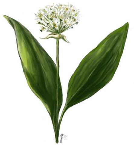 Ramsløg (Allium ursinum) Dufter kraftigt af hvidløg og mildt af ærter. Kan lugte meget skarpt. Bladene har en saftig konsistens og se forfriskende ud. Januar til juni. Løvskov, by, hegn.