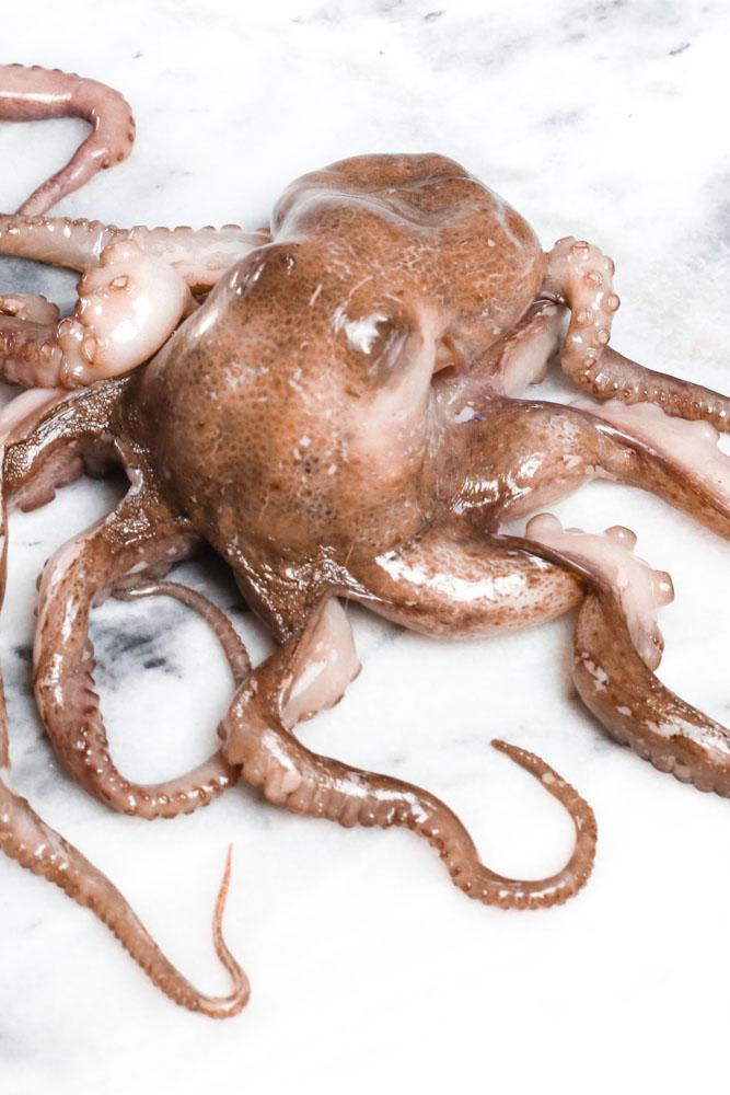 Det sprutter Vi har lavet lidt af hvert med blæksprutter. En røget octopus, grissini med sepiablæksprutteblæk, og en halvtørret kappe af en tiarmet blæksprutte. Smag et stykke.