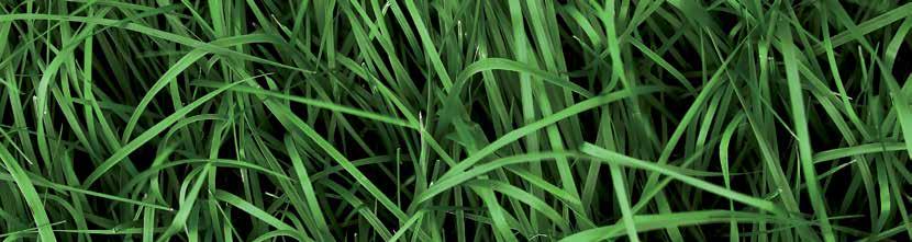 GRASS TECHNOLOGY, BY BARENBRUG bedre x4 Til produktion af græsensilage af høj kvalitet UdbytteGræs TørkeGræs BæredygtigtGræs FiberGræs NutriFibre er græs med et stærkt og omfattende rodnet og