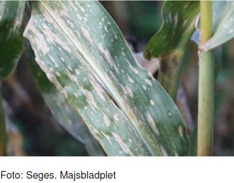 Majs svampebekæmpelse Svampesygdomme i majs bekæmpes indtil sprøjtefristen i st. 65, hvis over 35 pct.