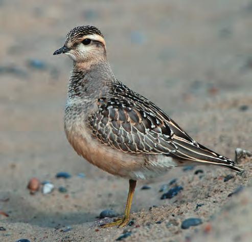 Det sammenlagte maksimale antal fugle på forårslokaliteterne blev 400, hvilket er en kraftig stigning på 73% i forhold til 2008. Lokaliteter med over 20 fugle var: Skjern Enge (VJ) 26/4-18/5 med maks.