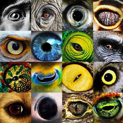 Evolution, variation Vi observerer mange forskellige arter i naturen. Disse kan kan beskrives og studeres. Herved lærer vi om den variation der eksisterer i livet på Jorden.