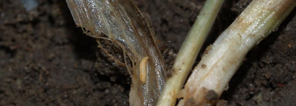 Men nu betyder den tørre jord også, at manganmangel begynder at være udbredt. I dette nummer af AfgrødeNyt kan du læse mere om emnet. I vintersæden finder vi fortsat kun bladlus få steder.