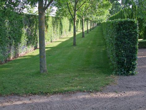 Trekantet plæne ved hovedindgang. I udviklingsplanen af 2011 var det bestemt, at der skulle plantes duetræer på denne græsplæne, hvilket skete i 2012.