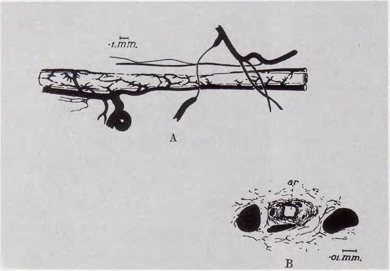 kapillærer i finnemembranen. Fig. 10.