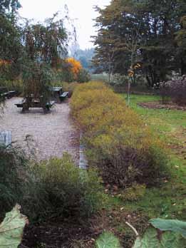 Bunddækkende buske findes i parker, boligbebyggelser, parkeringspladser og langs veje. Det findes bl.a. på Dalumgårds Allé.