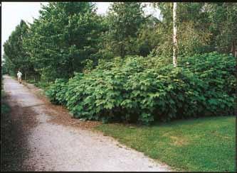 De forefindes typisk i andre elementer som brugsplæne eller bunddækkende buske. De solitære prydbuske kan være eksoter, som ikke er robuste udenfor et beskyttet miljø.